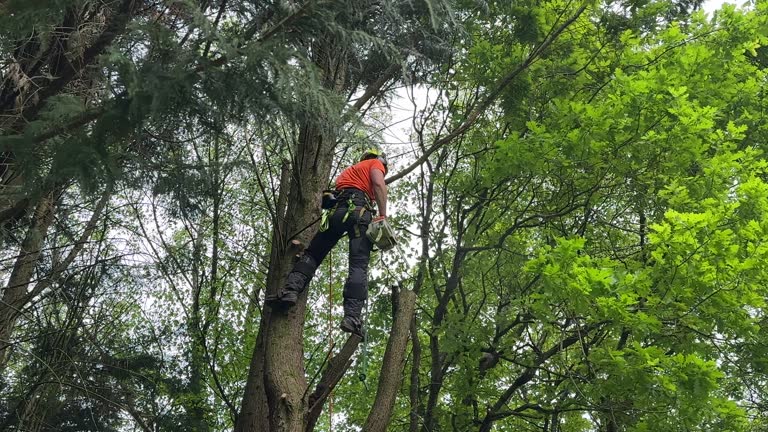 Best Hedge Trimming  in China Grove, NC